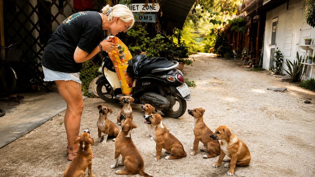 Sunflower Guesthouse & Animal Rescue