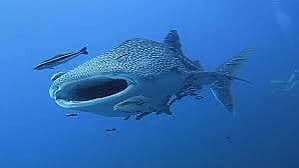 La Bombona Diving Koh Lipe